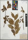 Foto von Salix pentandra L.